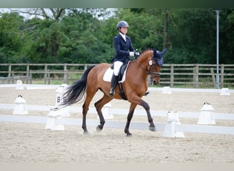 Lusitano, Castrone, 11 Anni, 165 cm, Baio chiaro