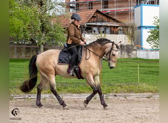 Lusitano, Castrone, 11 Anni, 165 cm, Falbo