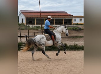 Lusitano, Castrone, 11 Anni, 165 cm, Grigio