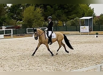 Lusitano, Castrone, 11 Anni, 165 cm, Pelle di daino