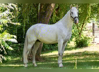 Lusitano, Castrone, 11 Anni, 166 cm, Grigio trotinato