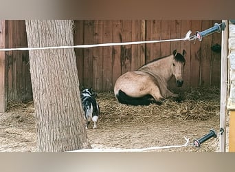 Lusitano Mix, Castrone, 12 Anni, 152 cm, Falbo