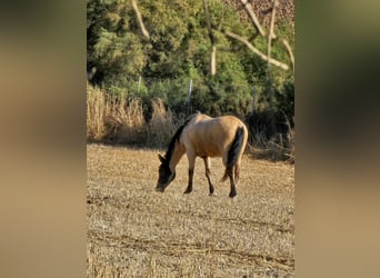 Lusitano Mix, Castrone, 12 Anni, 152 cm, Falbo
