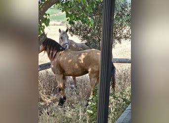 Lusitano Mix, Castrone, 12 Anni, 152 cm, Falbo