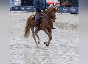 Lusitano, Castrone, 12 Anni, 154 cm, Sauro