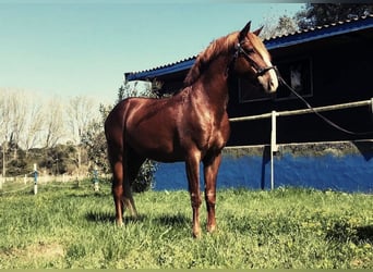 Lusitano, Castrone, 12 Anni, 154 cm, Sauro
