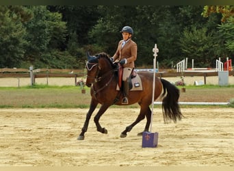 Lusitano, Castrone, 12 Anni, 158 cm, Baio scuro