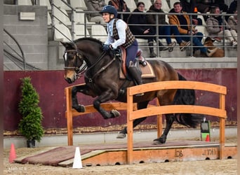 Lusitano, Castrone, 12 Anni, 158 cm, Baio scuro
