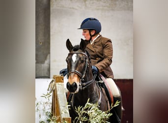 Lusitano, Castrone, 12 Anni, 158 cm, Baio scuro