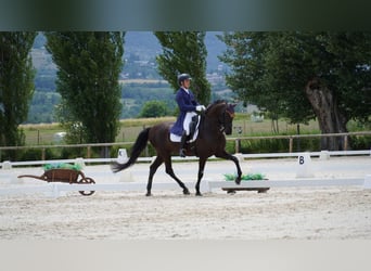 Lusitano, Castrone, 12 Anni, 161 cm, Morello