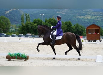 Lusitano, Castrone, 12 Anni, 161 cm, Morello