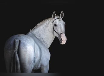 Lusitano, Castrone, 12 Anni, 163 cm, Grigio trotinato