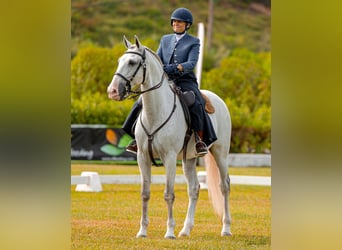 Lusitano, Castrone, 12 Anni, 163 cm, Grigio trotinato