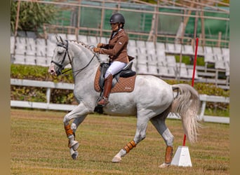 Lusitano, Castrone, 12 Anni, 163 cm, Grigio trotinato