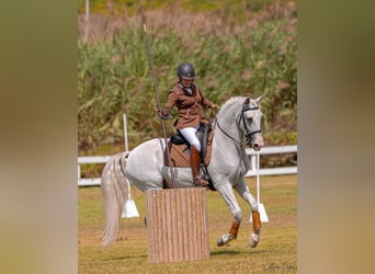 Lusitano, Castrone, 12 Anni, 163 cm, Grigio trotinato