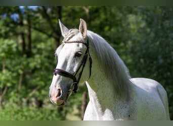 Lusitano, Castrone, 12 Anni, 166 cm, Grigio trotinato