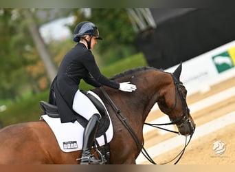 Lusitano, Castrone, 12 Anni, 167 cm, Baio