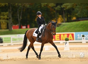 Lusitano, Castrone, 12 Anni, 167 cm, Baio