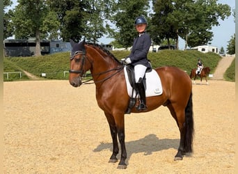 Lusitano, Castrone, 12 Anni, 167 cm, Baio