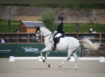 Lusitano, Castrone, 12 Anni, 170 cm, Grigio