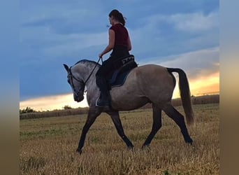 Lusitano, Castrone, 12 Anni, Grigio rossastro