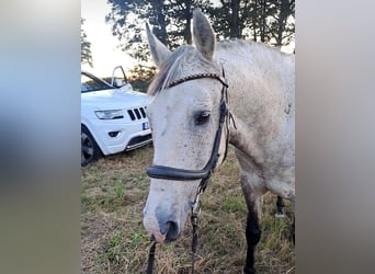 Lusitano, Castrone, 12 Anni, Grigio rossastro