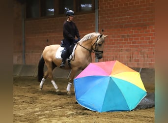 Lusitano Mix, Castrone, 13 Anni, 150 cm, Palomino