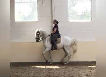 Lusitano, Castrone, 13 Anni, 154 cm, Grigio