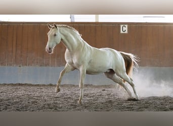 Lusitano, Castrone, 13 Anni, 162 cm, Perlino