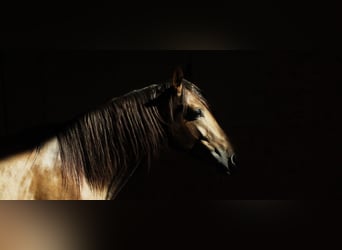 Lusitano, Castrone, 13 Anni, 162 cm, Sauro