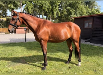 Lusitano, Castrone, 13 Anni, 163 cm, Baio