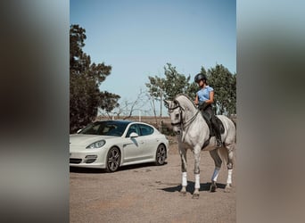 Lusitano, Castrone, 13 Anni, 167 cm, Bianco