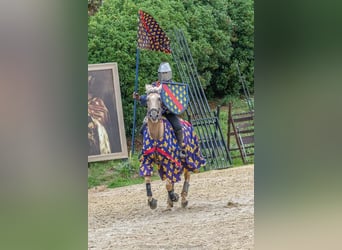 Lusitano Mix, Castrone, 13 Anni, 170 cm, Palomino