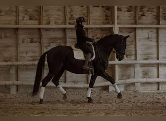 Lusitano, Castrone, 13 Anni, 176 cm, Morello