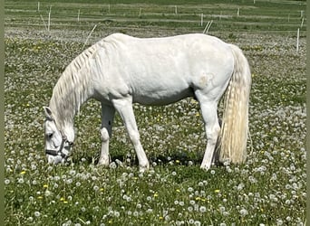 Lusitano, Castrone, 14 Anni, 154 cm, Grigio