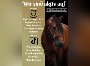 Lusitano, Castrone, 14 Anni, 155 cm, Baio