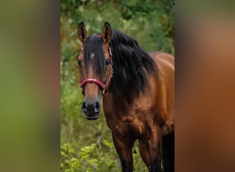 Lusitano, Castrone, 14 Anni, 155 cm, Baio