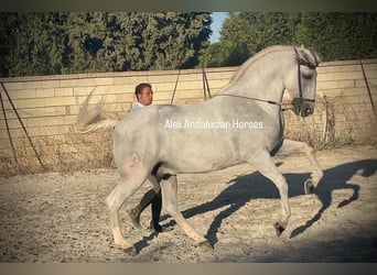 Lusitano, Castrone, 14 Anni, 163 cm, Bianco