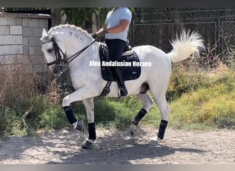 Lusitano, Castrone, 14 Anni, 163 cm, Bianco