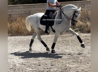 Lusitano, Castrone, 14 Anni, 163 cm, Bianco