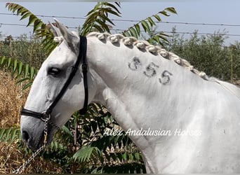 Lusitano, Castrone, 14 Anni, 163 cm, Bianco