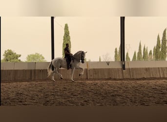 Lusitano, Castrone, 14 Anni, 166 cm, Grigio