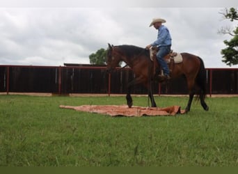 Lusitano, Castrone, 15 Anni, 152 cm, Baio ciliegia