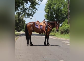 Lusitano, Castrone, 15 Anni, 152 cm, Baio ciliegia
