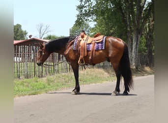 Lusitano, Castrone, 15 Anni, 152 cm, Baio ciliegia