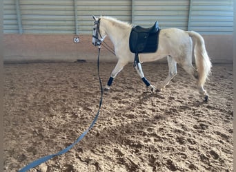 Lusitano Mix, Castrone, 15 Anni, 154 cm, Grigio