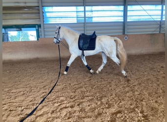 Lusitano Mix, Castrone, 15 Anni, 154 cm, Grigio