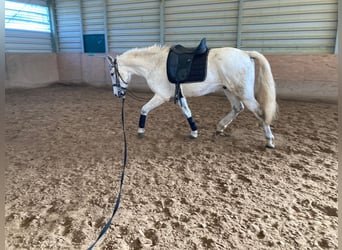 Lusitano Mix, Castrone, 15 Anni, 154 cm, Grigio