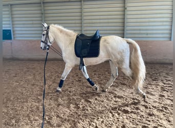 Lusitano Mix, Castrone, 15 Anni, 154 cm, Grigio