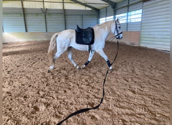 Lusitano Mix, Castrone, 15 Anni, 154 cm, Grigio